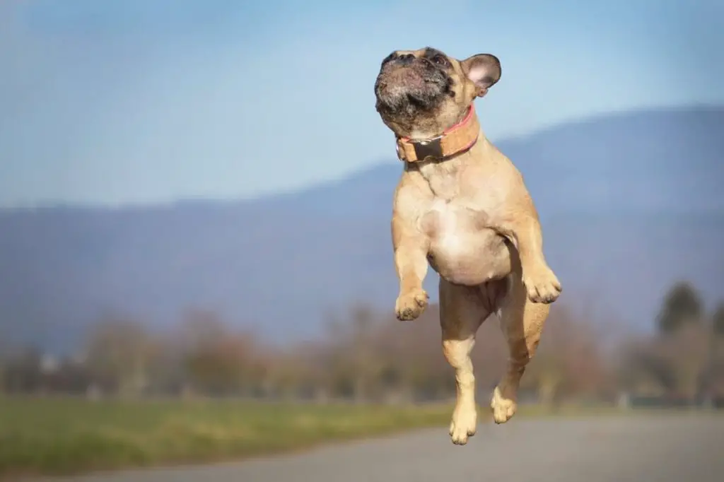 French Bulldog Jumping