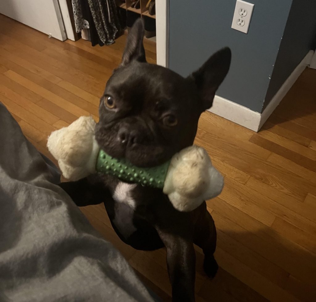 French Bulldog Augie Playing with a bone