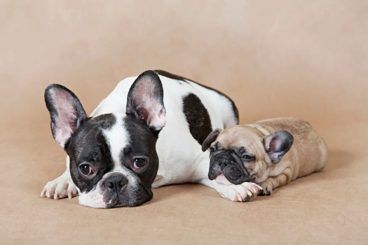 5 Awesome French Bulldog Breeders In South Carolina (1)