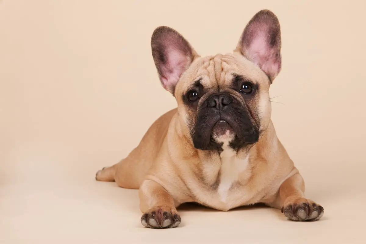 5 Awesome French Bulldog Breeders In South Carolina (2)