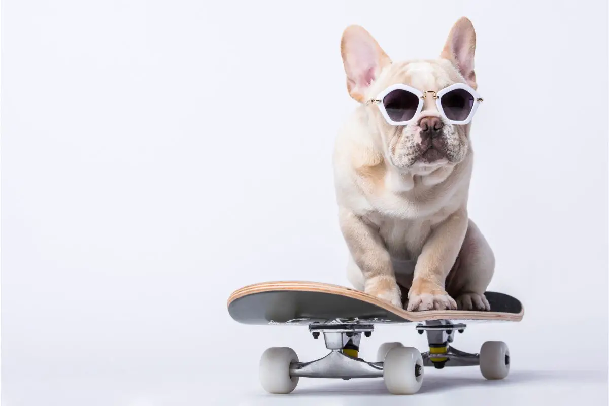 6 Awesome French Bulldog Breeders in Los Angeles 