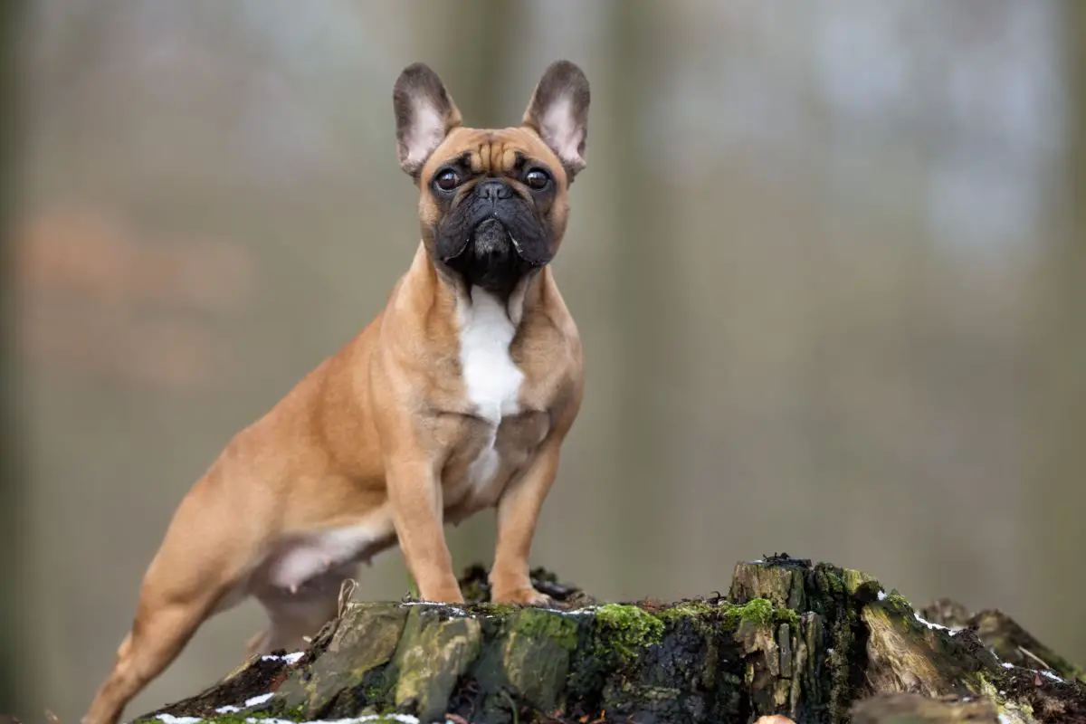 6 Top-Rated French Bulldog Breeders in Virginia