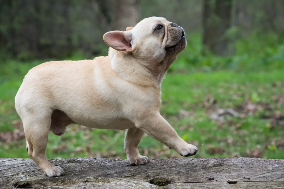 7 Awesome French Bulldog Breeders in Minnesota 
