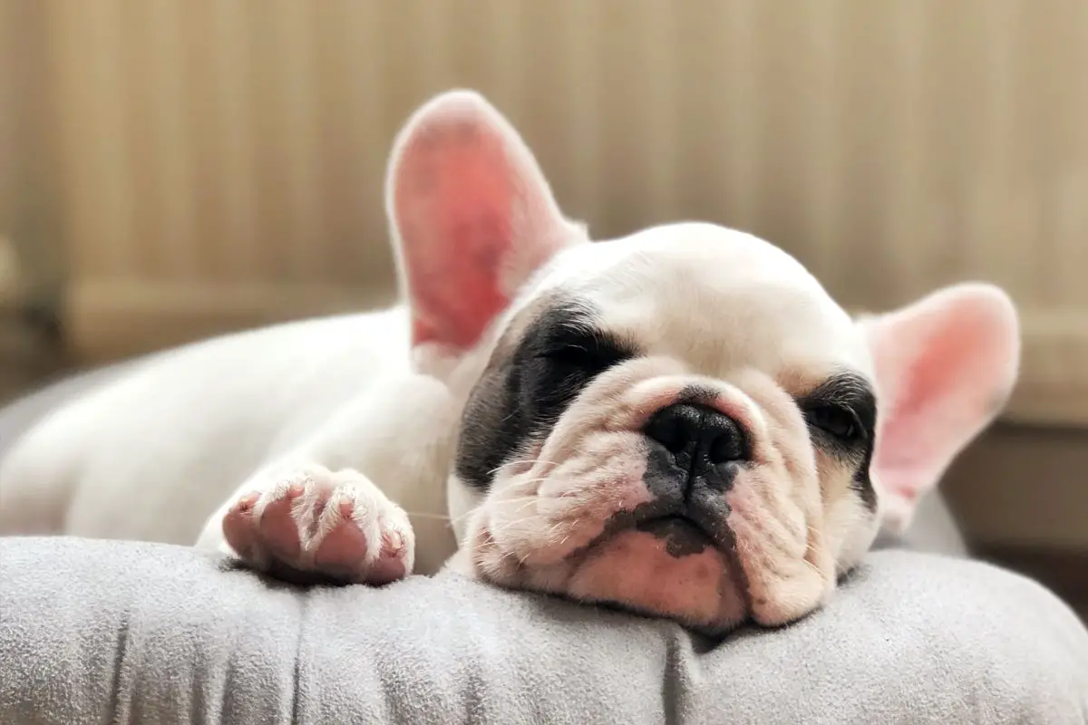 A Complete Guide To French Bulldog Vaccinations (1)