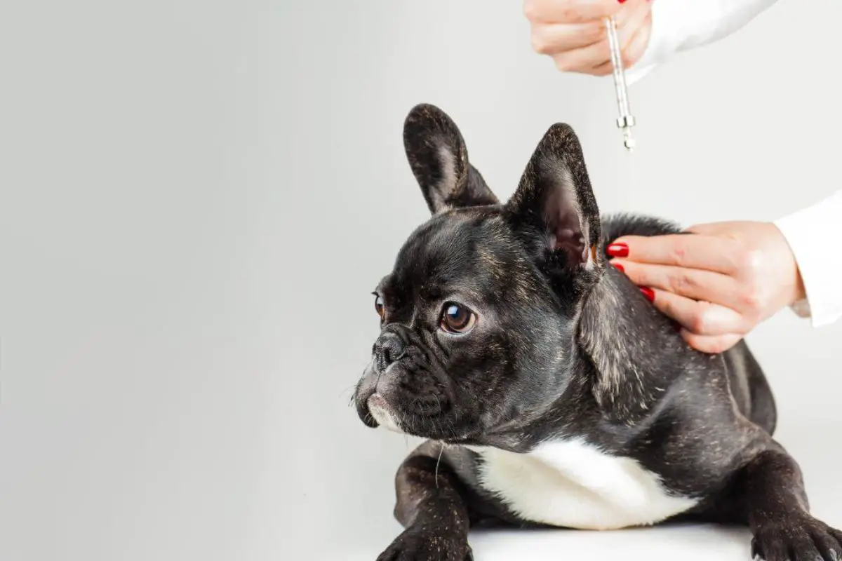 A Complete Guide To FrenchBulldog Vaccinations (1)