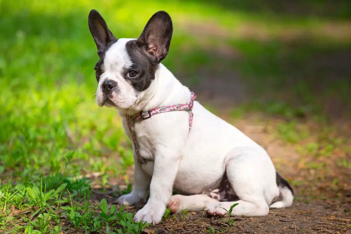 A Complete Guide To FrenchBulldog Vaccinations