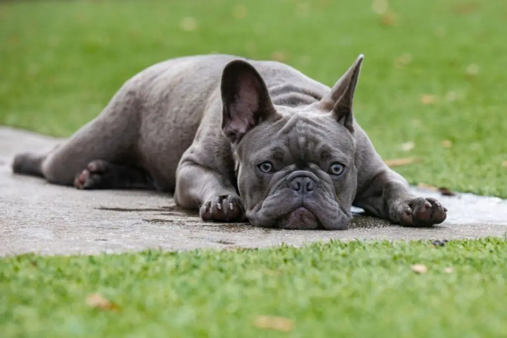 Blue Frenchies Vs. Lilac Frenchies