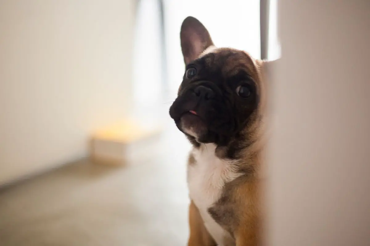 CommonThings That Scare FrenchBulldogs