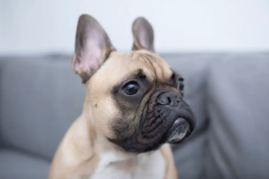 French Bulldog