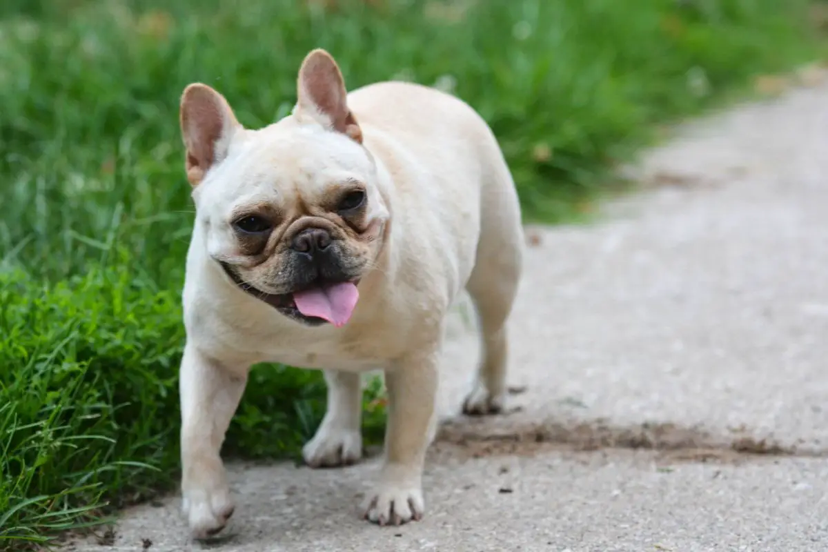 Differences Between White And Cream Frenchies