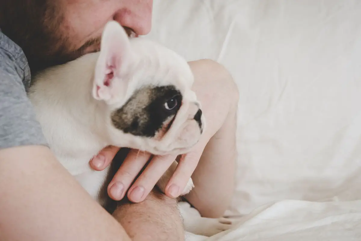 Do French bulldog Like To Be Cuddled