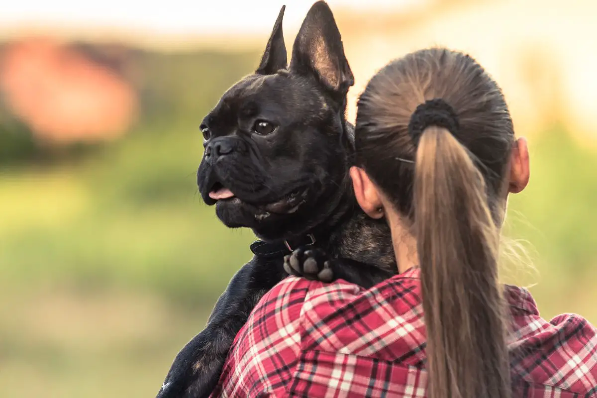 Do Frenchbulldog Like To Be Cuddled