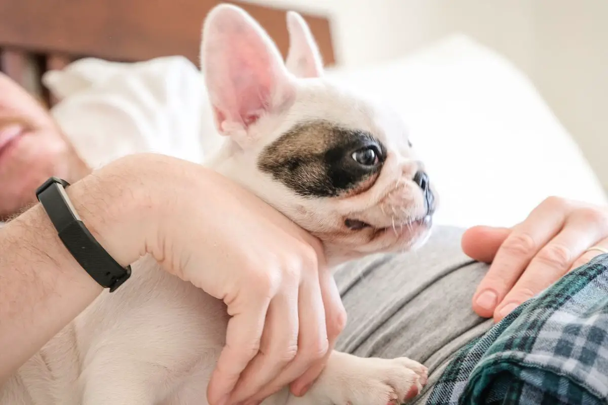 Do Frenchie Like To Be Cuddled