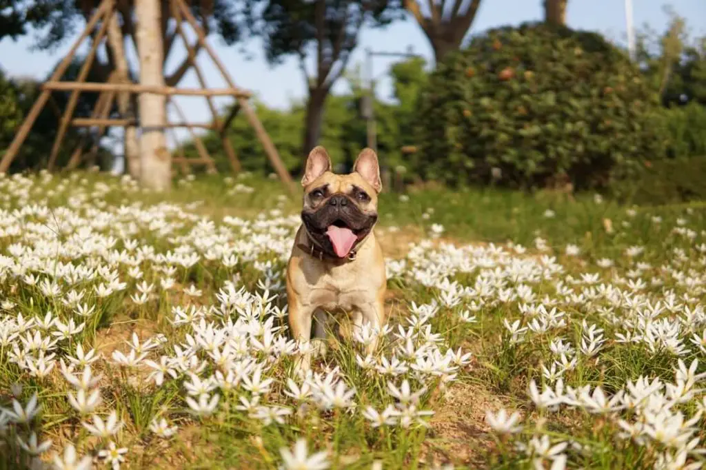 French Bulldog with skin issues