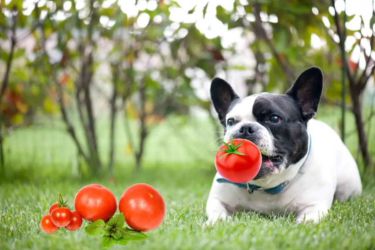 How Many Tomatoes Should You Feed Your Dog