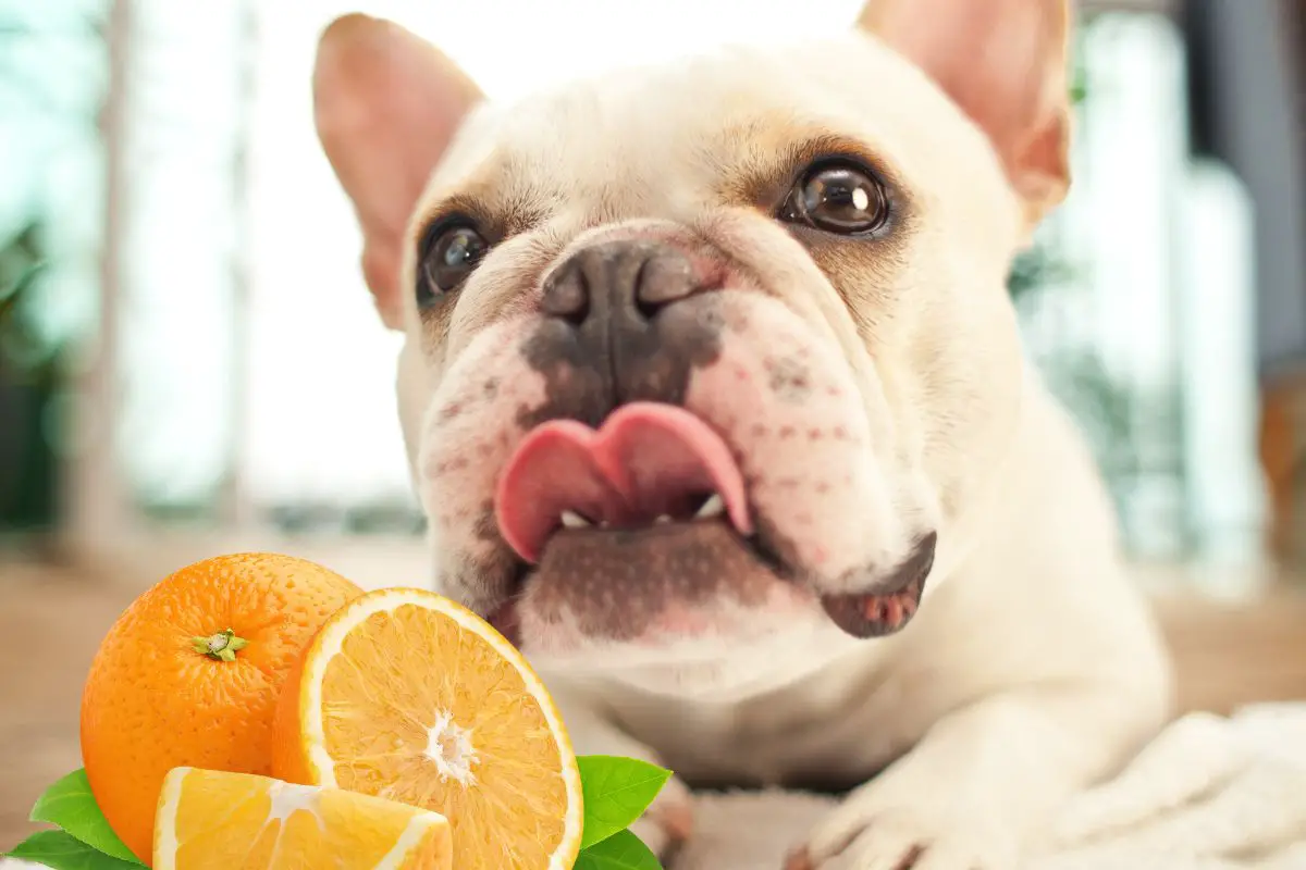 How To Feed Your Frenchie Oranges