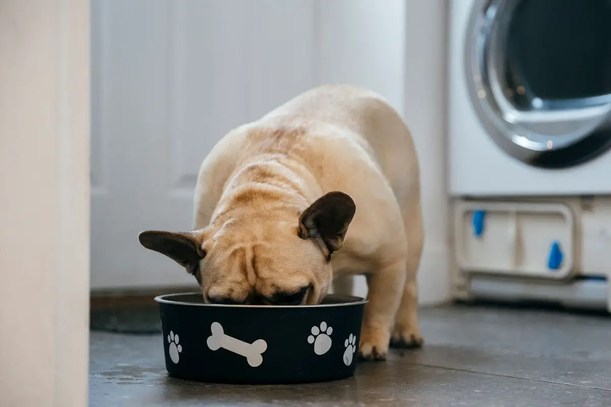 How To Help A French Bulldog Gain