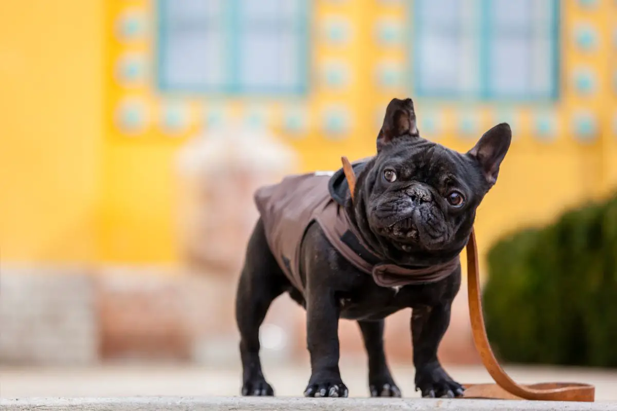 How To Help A French Bulldog Gain A Healthy Amount Of Weight
