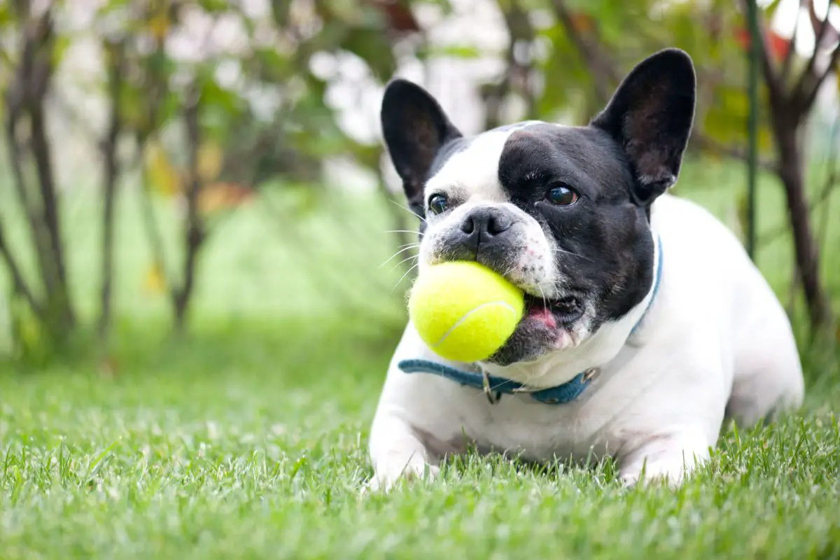 _How To Help A French Bulldog Gain Weight