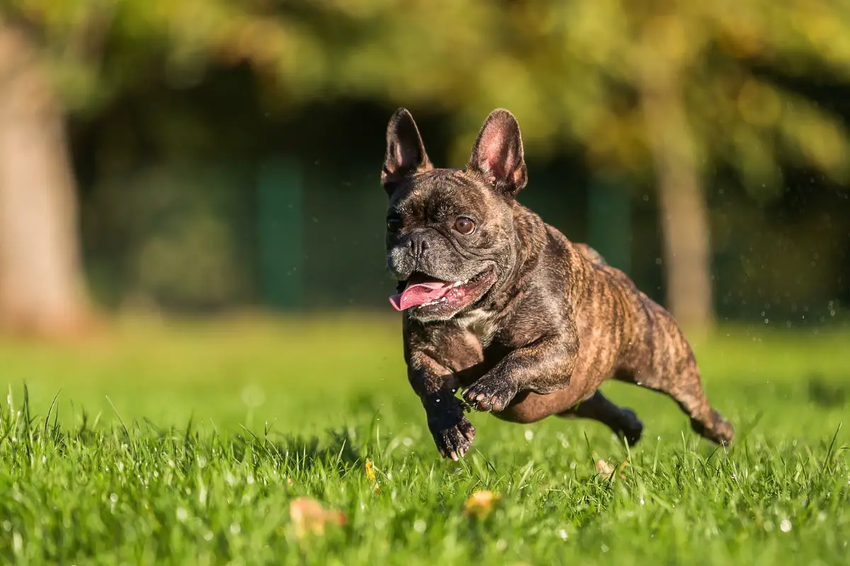 How To Make Your French Bulldog Run Faster