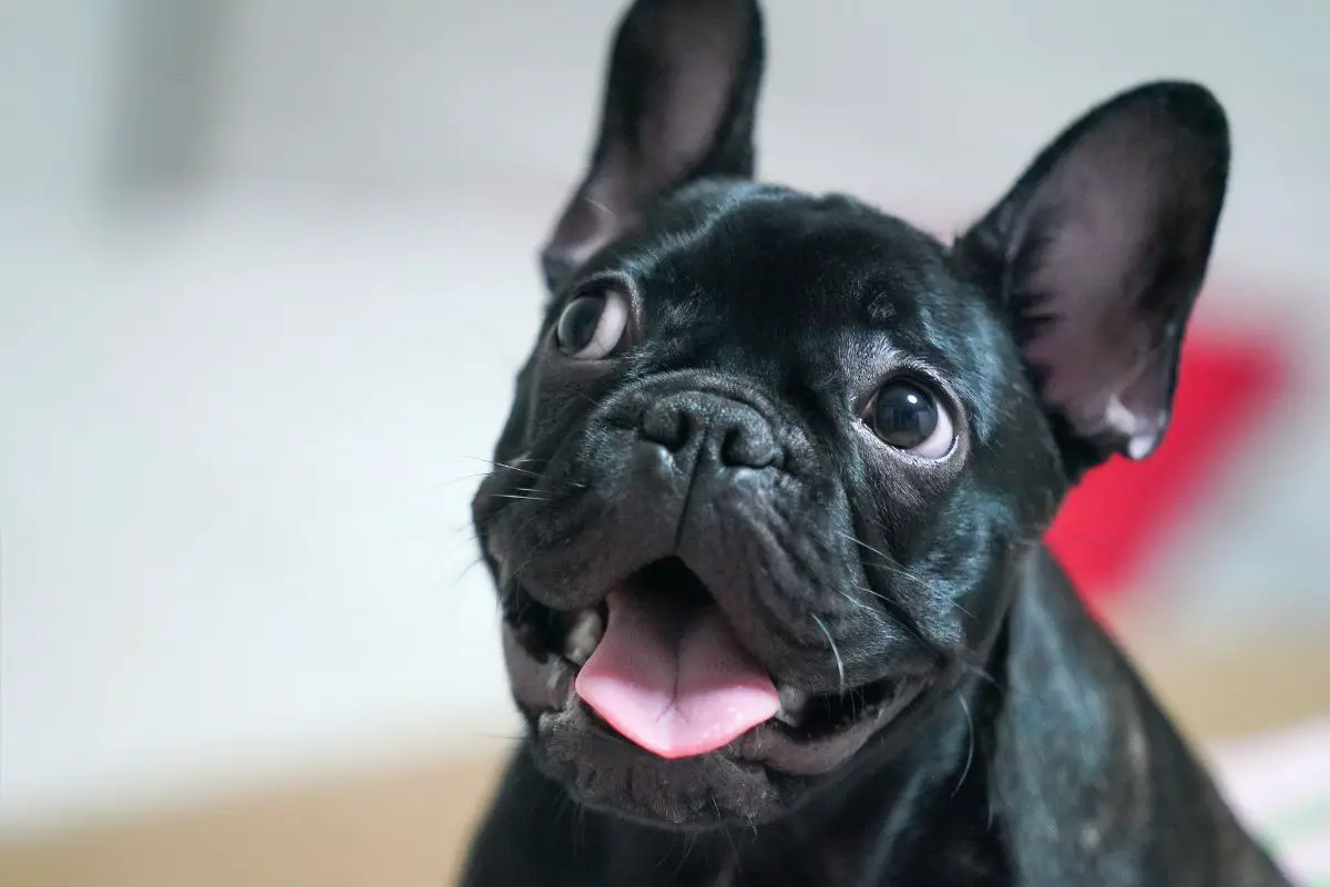 Overheating Frenchie Ways To Cool Down A French Bulldog