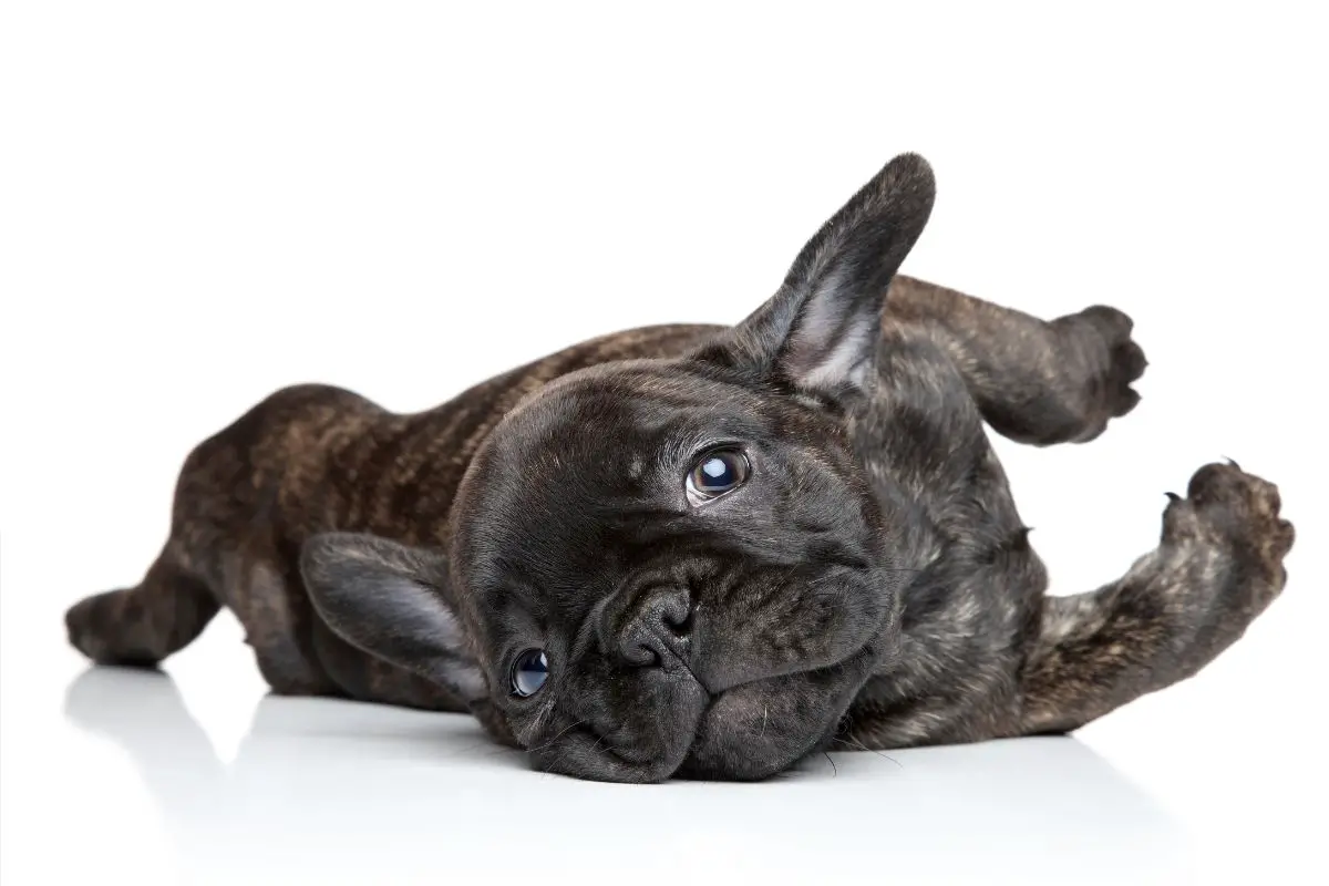 Overheating Frenchie Ways To Cool Down A FrenchBulldog