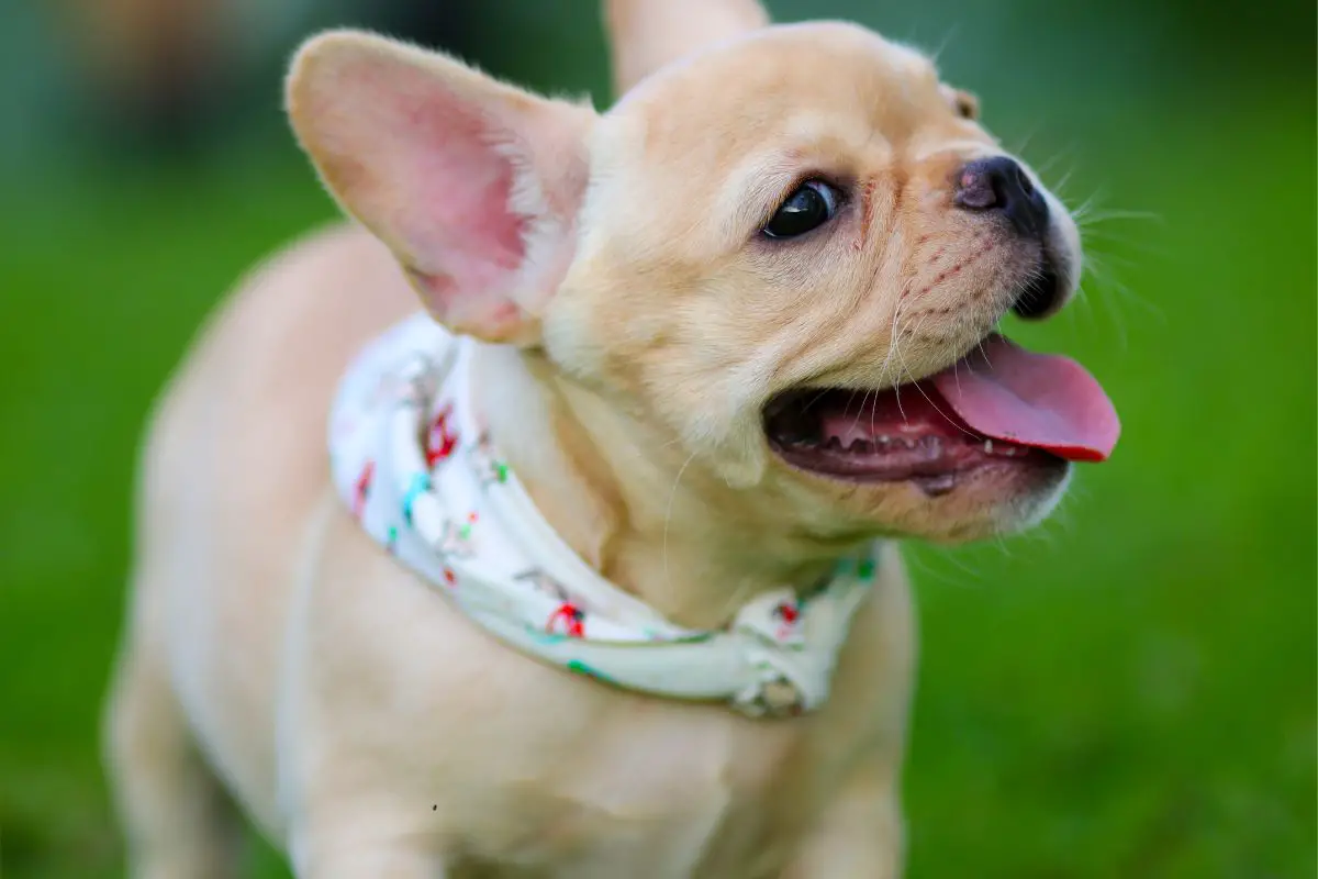 Overheating Frenchie WaysTo Cool Down A FrenchBulldog