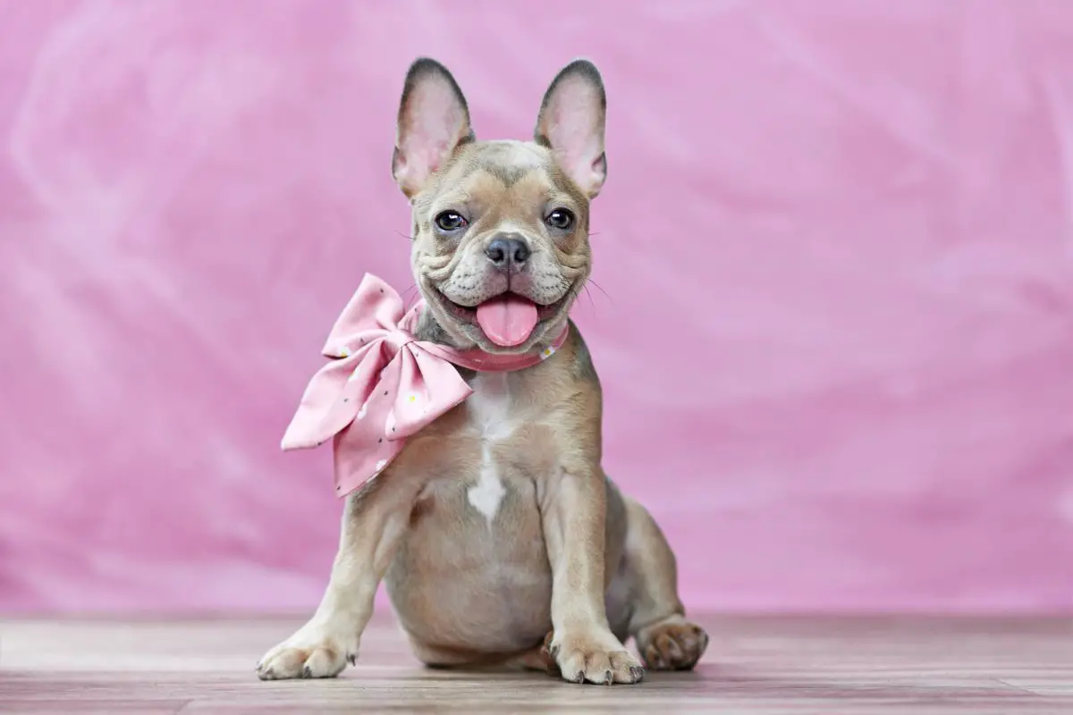 Signs Your Frenchie Is Happy
