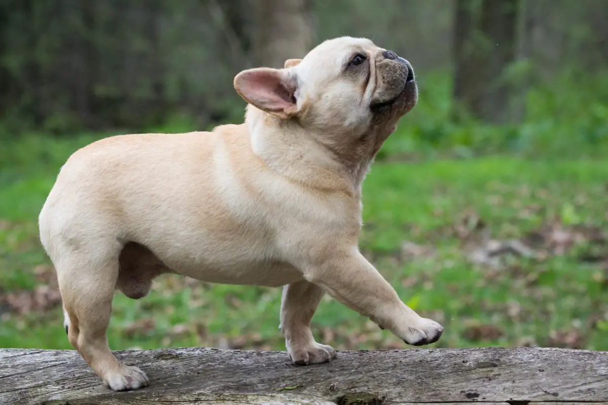SignsYour Frenchie Is Happy