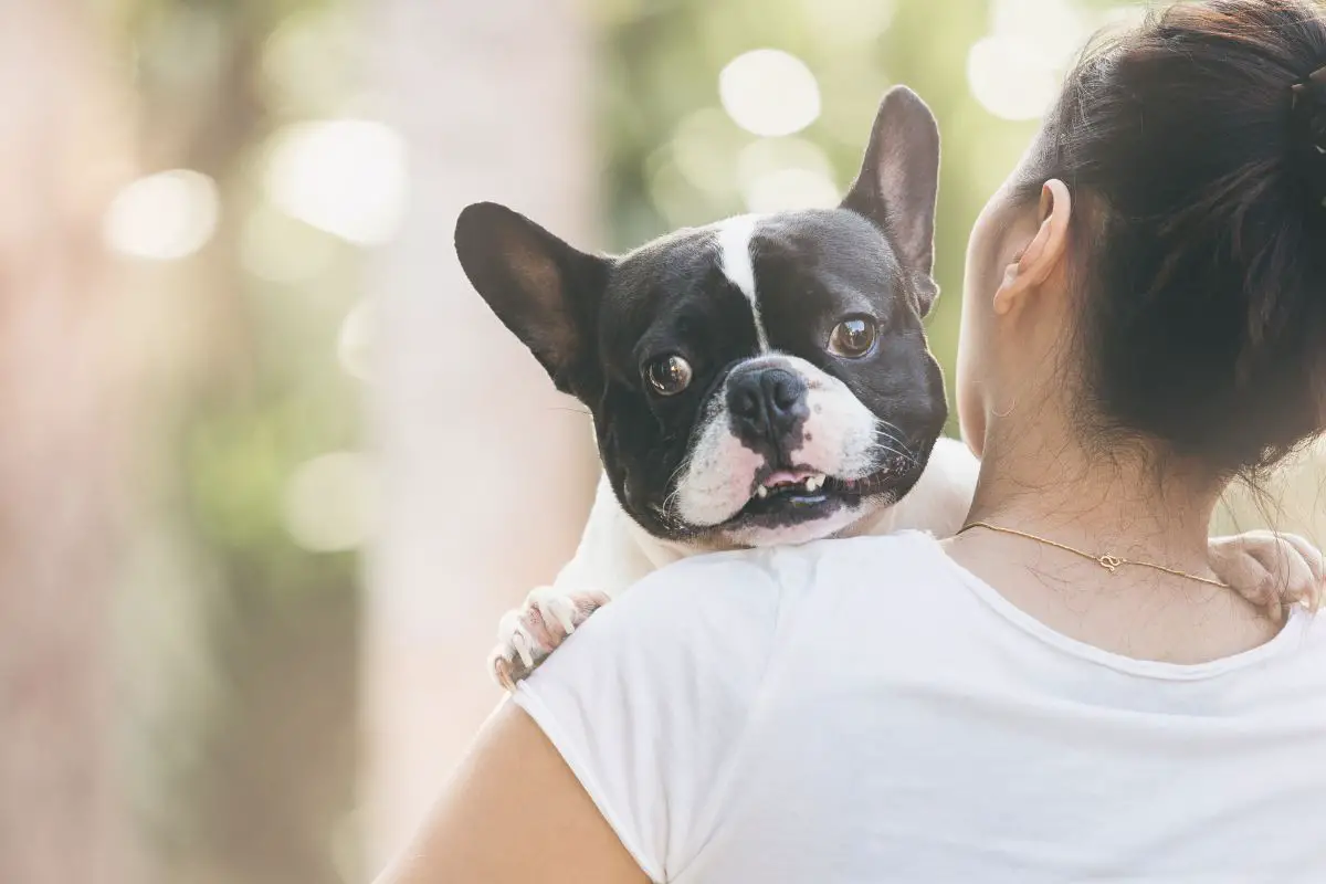 French bulldog is cute kissing girl.