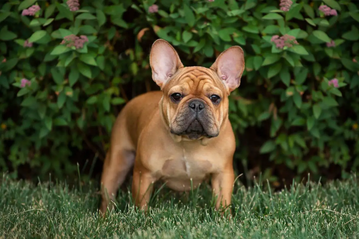 The 6 Best French Bulldog Breeders In Ohio (2)