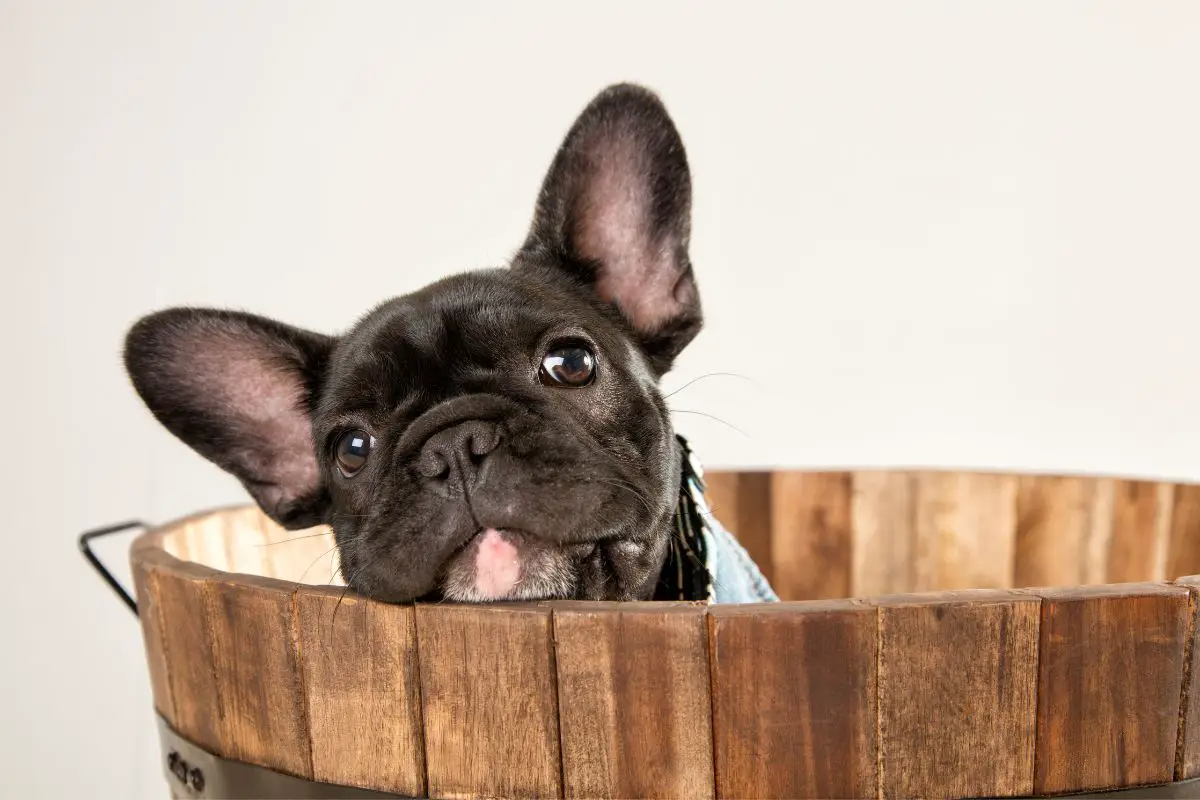 The 6 Best French Bulldog Breeders In Ohio (3)