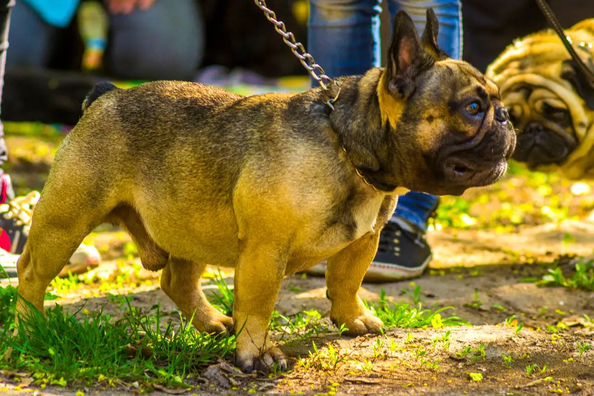 Top Rated French Bulldog Breeders In Illinois