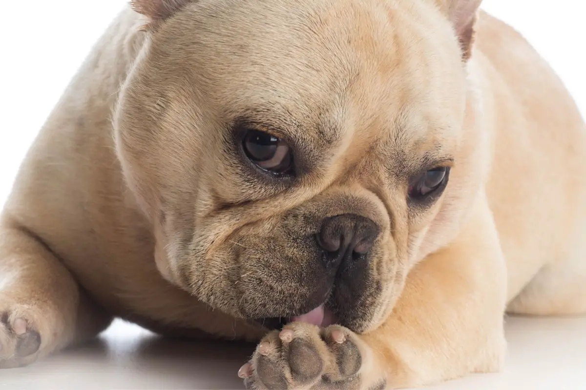 What Does It Mean When A French Bulldog Won’t Stop Licking Their Paw