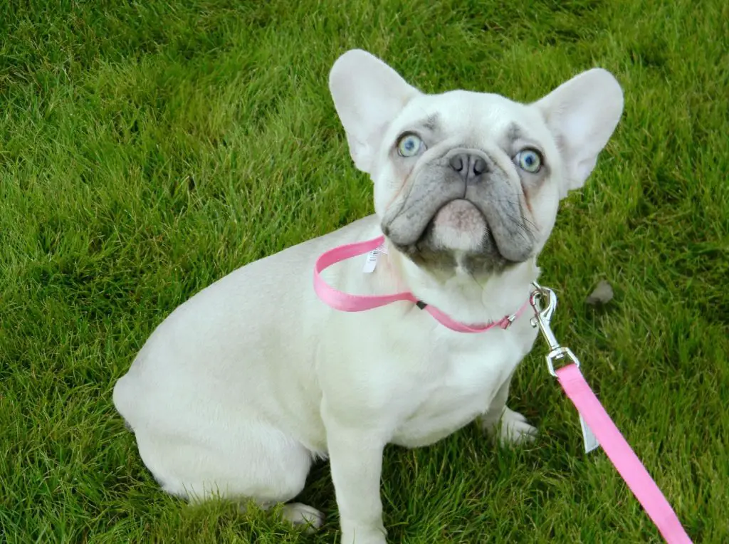 Blue Bat Pigs French Bulldog Breeder Arizona