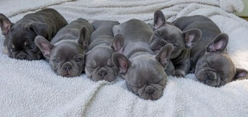 grey french bulldog puppies