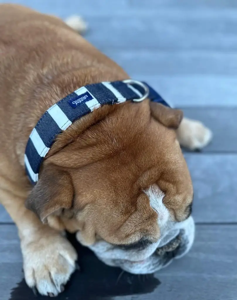 Bulldog wearing his waterproof dog collar