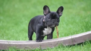 puppy black bulldog standing in green grass field
