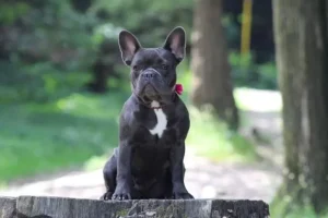 black bulldog sitting over timber