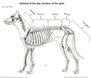 skeleton of dog