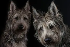 two dog facing front 