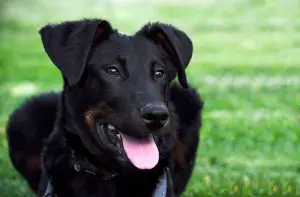 a black dog with its tongue out 