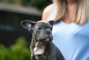 gray Boston terrier puppy