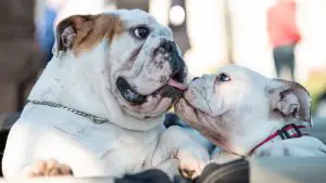 two dog licking each other