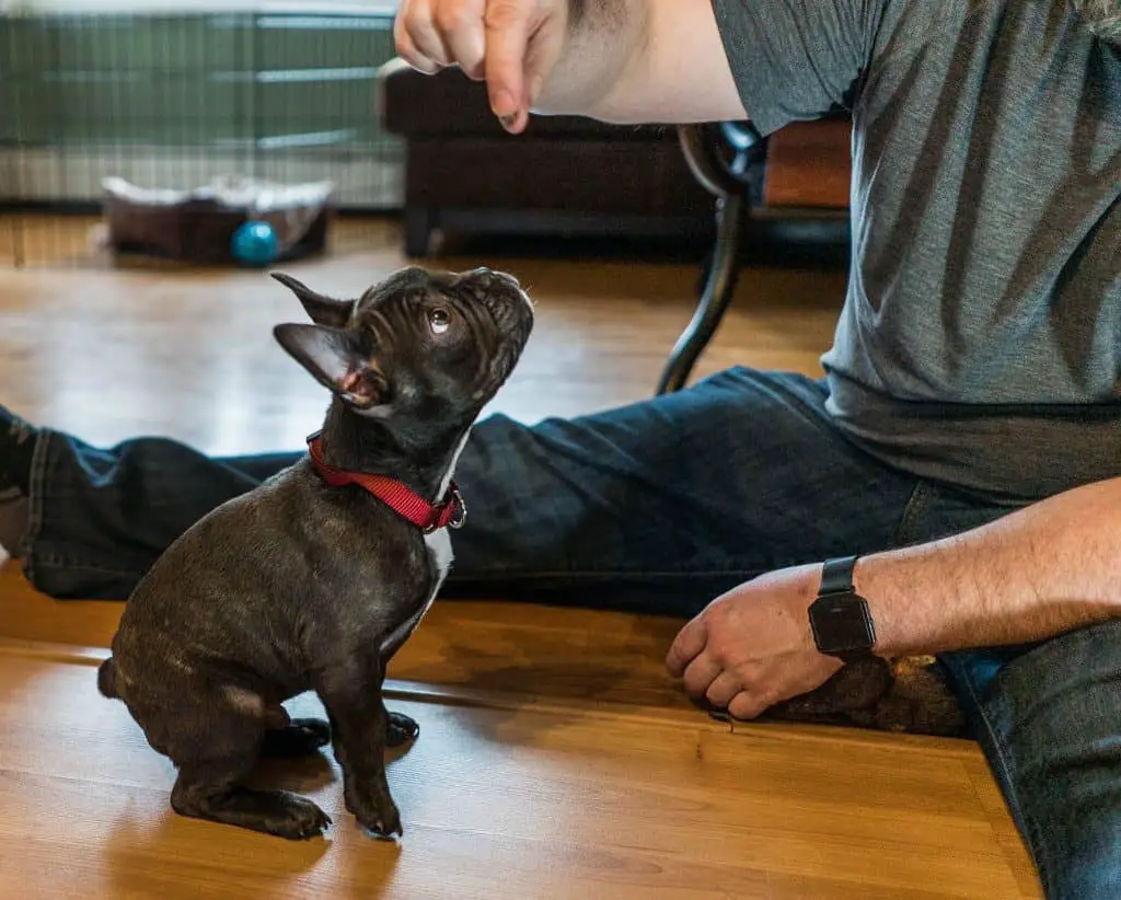 French Bulldog puppy