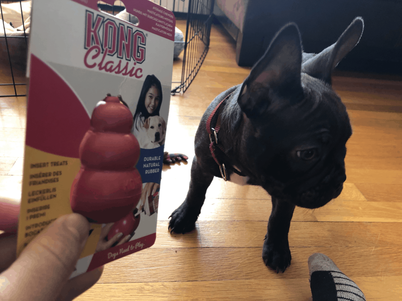 36 French Bulldog Accessories To Spoil Your Frenchie Frenchie Journey