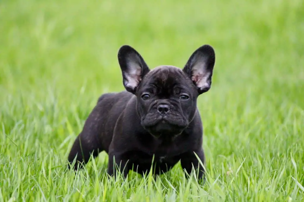 french bulldog puppy