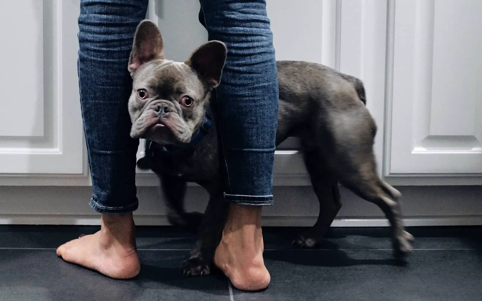 How To Properly Bathe a French Bulldog