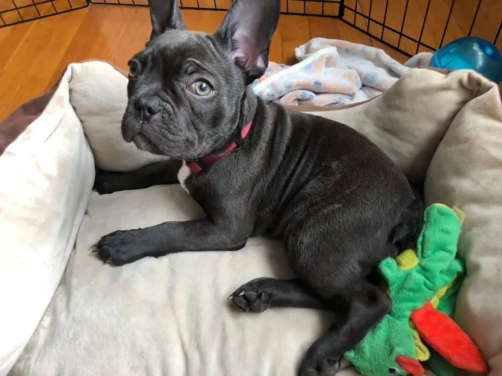 French Bulldog Bed