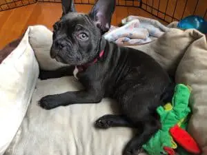 French Bulldog laying in his Bed